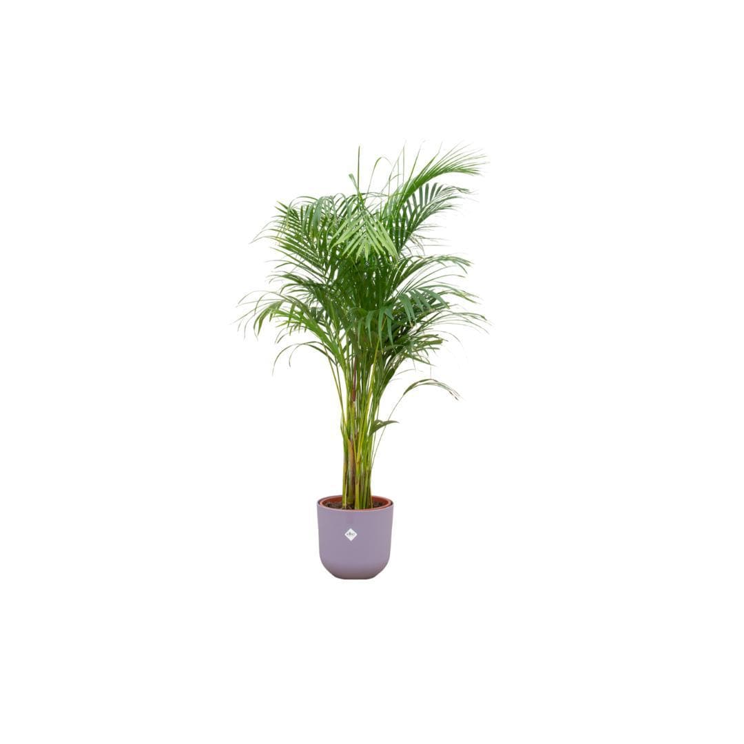 Areca-Palme mit Elho Jazz Round Lila Topf Ø26 cm - Höhe 140 cm - grüne-wurzel