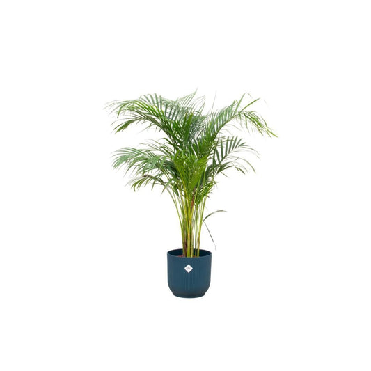 Areca-Palme mit Elho Vibes Fold Round Blau Ø30 cm - Höhe 140 cm - grüne-wurzel