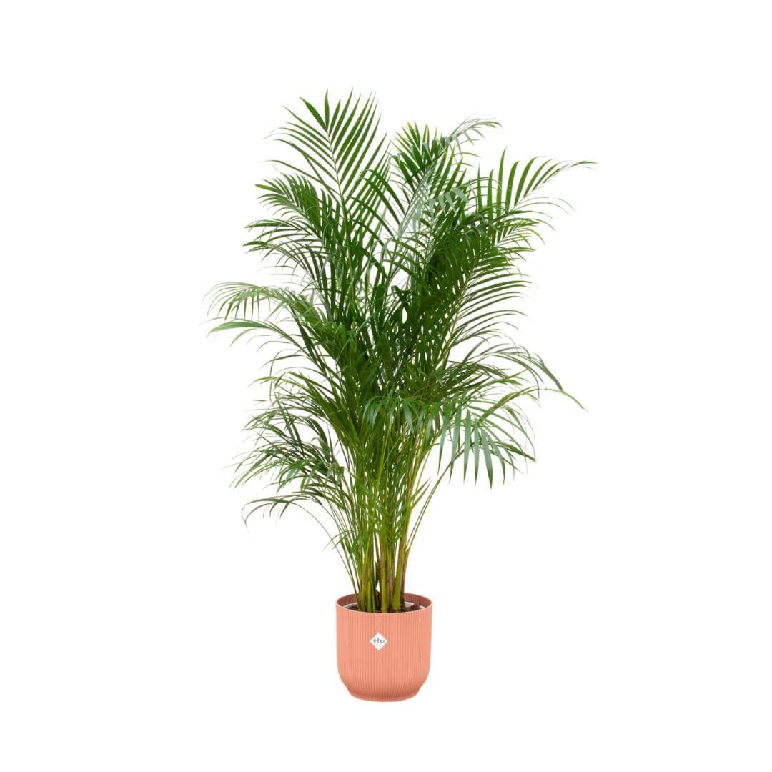 Areca-Palme mit Elho Vibes Fold Rundem Topf Rosa Ø30cm - Höhe 180cm - grüne-wurzel