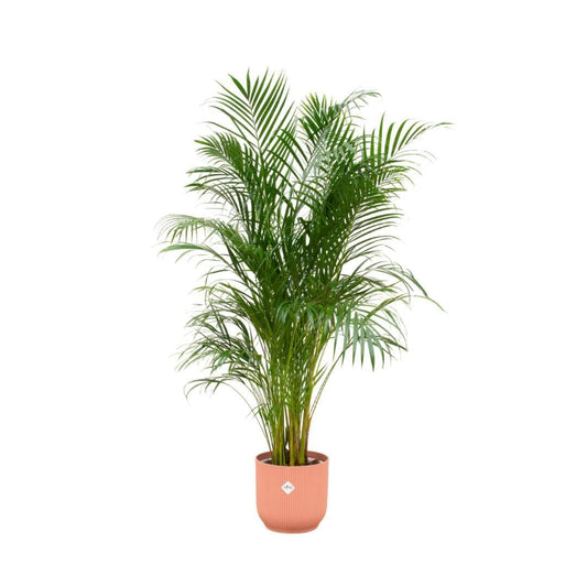 Areca-Palme mit Elho Vibes Fold Rundem Topf Rosa Ø30cm - Höhe 180cm - grüne-wurzel