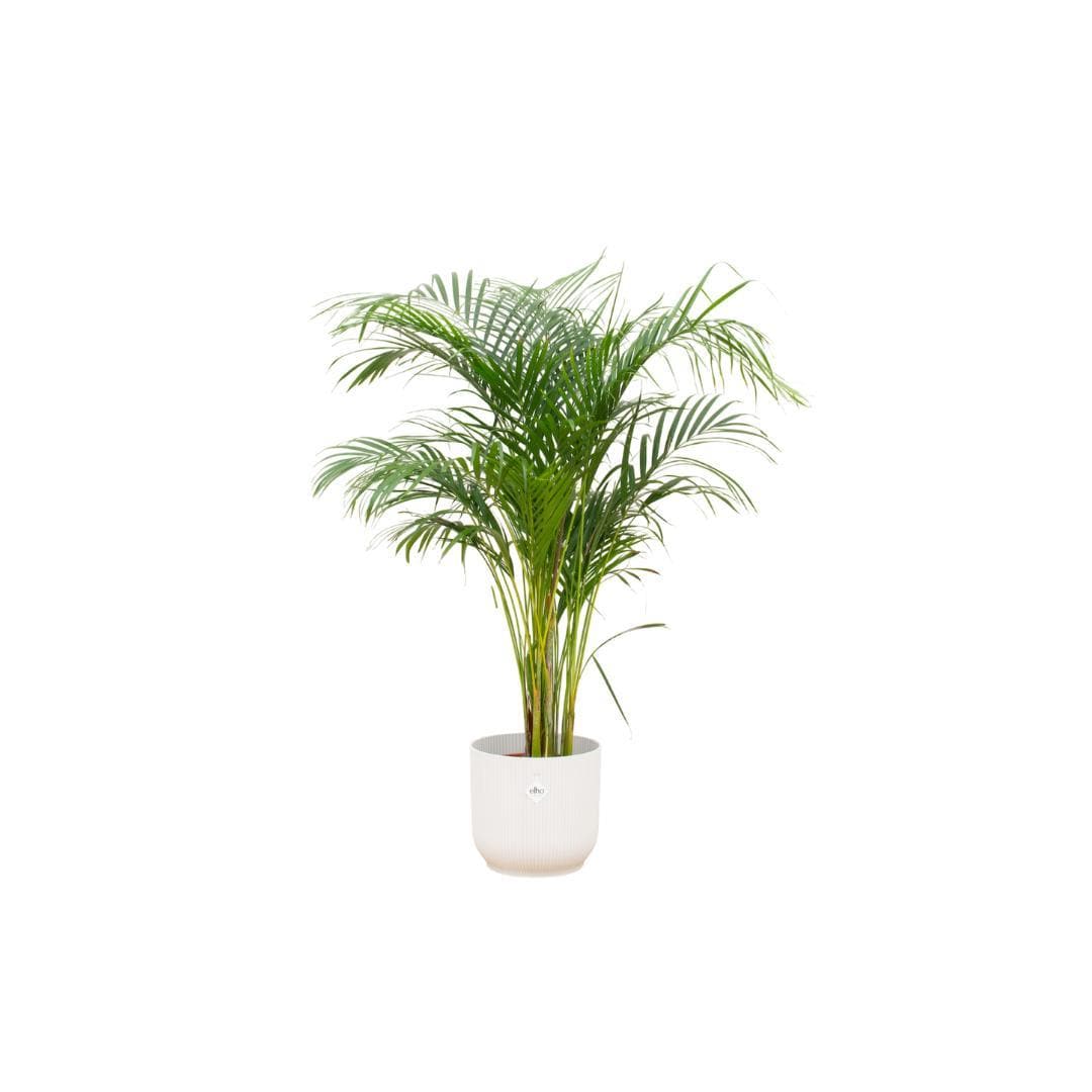 Areca Palme mit Elho Vibes Fold Rundem Topf Weiß Ø30cm - Höhe 140cm - grüne-wurzel