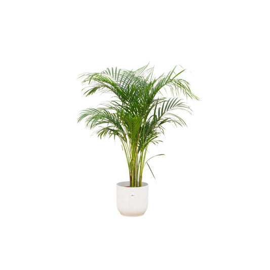 Areca Palme mit Elho Vibes Fold Rundem Topf Weiß Ø30cm - Höhe 140cm - grüne-wurzel