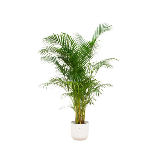 Areca Palme mit Elho Vibes Fold Rundem Topf Weiß Ø30cm - Höhe 160cm - grüne-wurzel