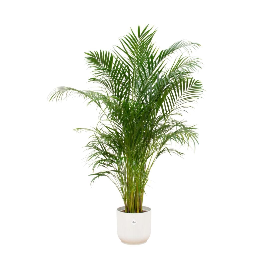 Areca Palme mit Elho Vibes Fold Rundem Topf Weiß Ø30cm - Höhe 180cm - grüne-wurzel