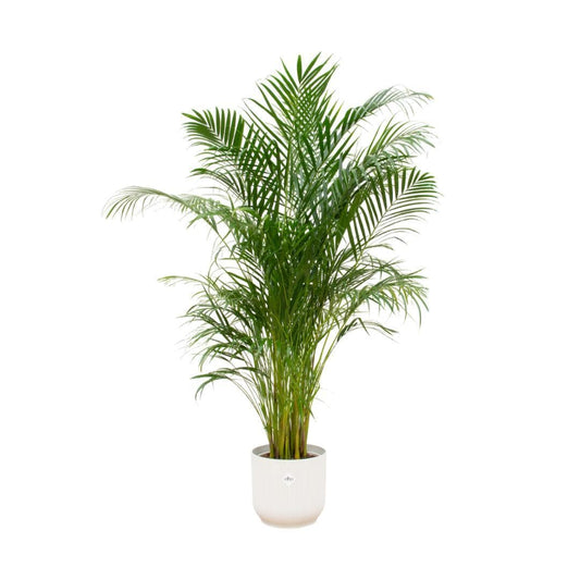 Areca Palme mit Elho Vibes Fold Rundem Topf Weiß Ø30cm - Höhe 180cm - grüne-wurzel