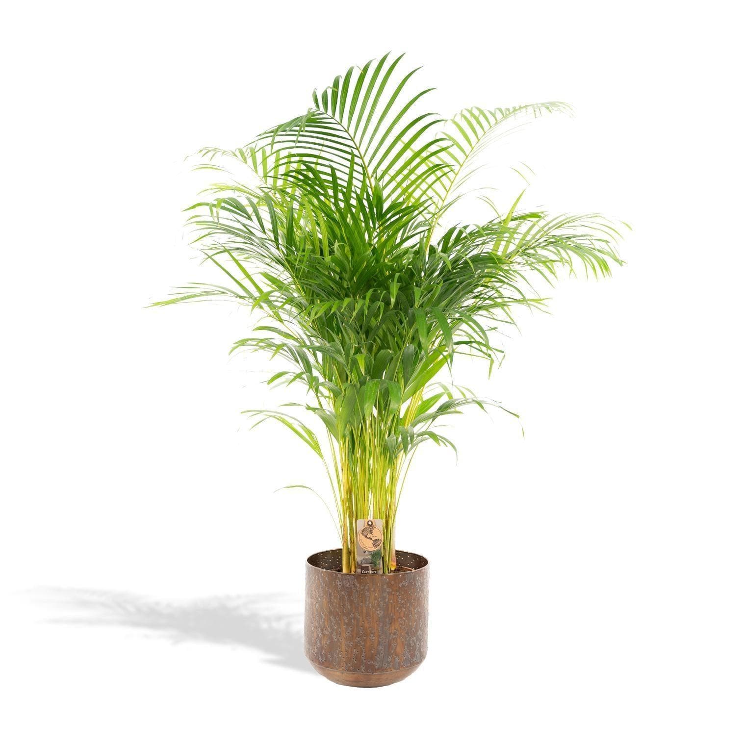 Areca-Palme mit stilvollem Topf - Höhe 110 cm - Durchmesser 21 cm - grüne-wurzel