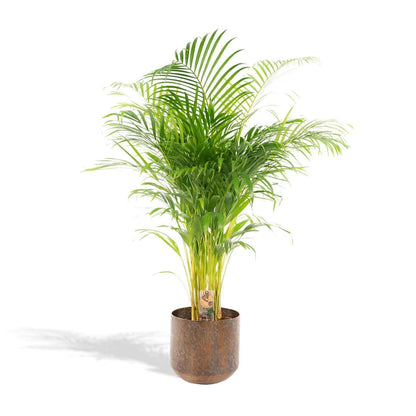 Areca-Palme mit stilvollem Topf - Höhe 110 cm - Durchmesser 21 cm - grüne-wurzel