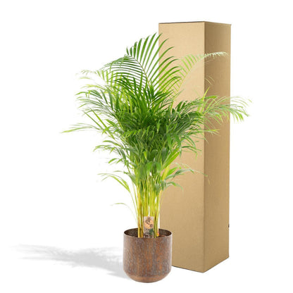 Areca-Palme mit stilvollem Topf - Höhe 110 cm - Durchmesser 21 cm - grüne-wurzel