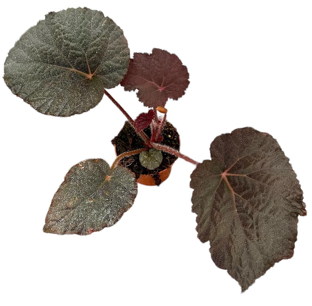 Begonia Taconite - Attraktive Zimmerpflanze - Ø10,5cm - ↕15cm - grüne-wurzel