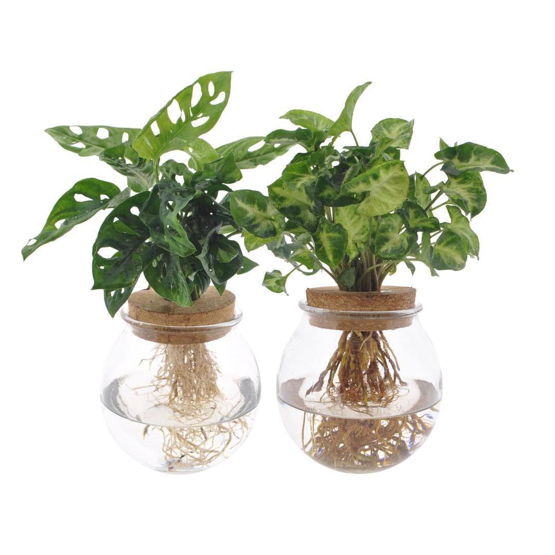 Bolglas Duo Monstera Adansonii/Syngonium Green - 2 Stücke - Ø12cm - ↕12-30cm Zimmerpflanzen Wasserpflanzen im Glas - grüne-wurzel