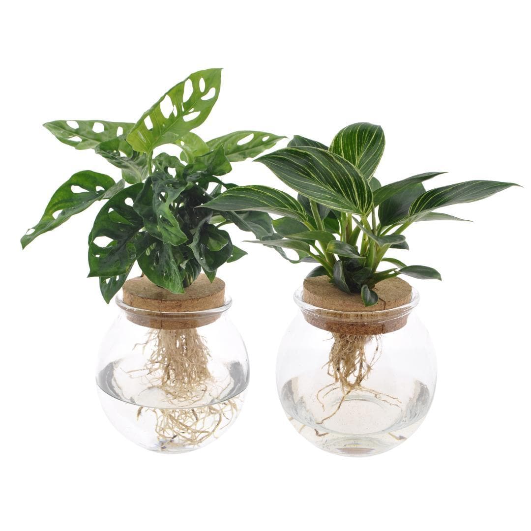 Bolglas Duo Monstera Adansonii/White Wave - 2 Stücke - Ø12cm - ↕30cm Wasserpflanzen im Glas Zimmerpflanzen - grüne-wurzel