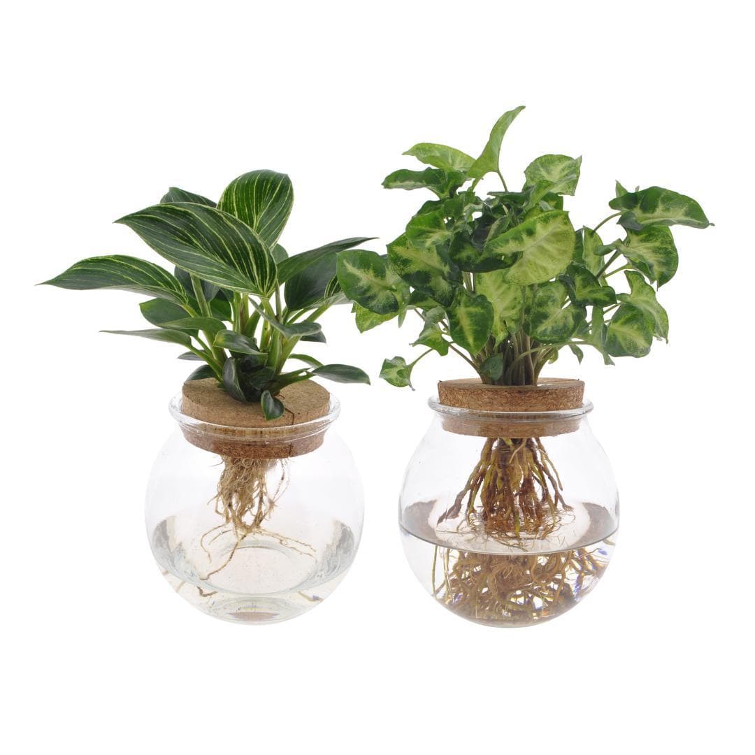 Bolglas-Duo Syngonium Green/White Wave - 2 Stück - Ø12cm - ↕30cm Wasserpflanzen im Glas - grüne-wurzel