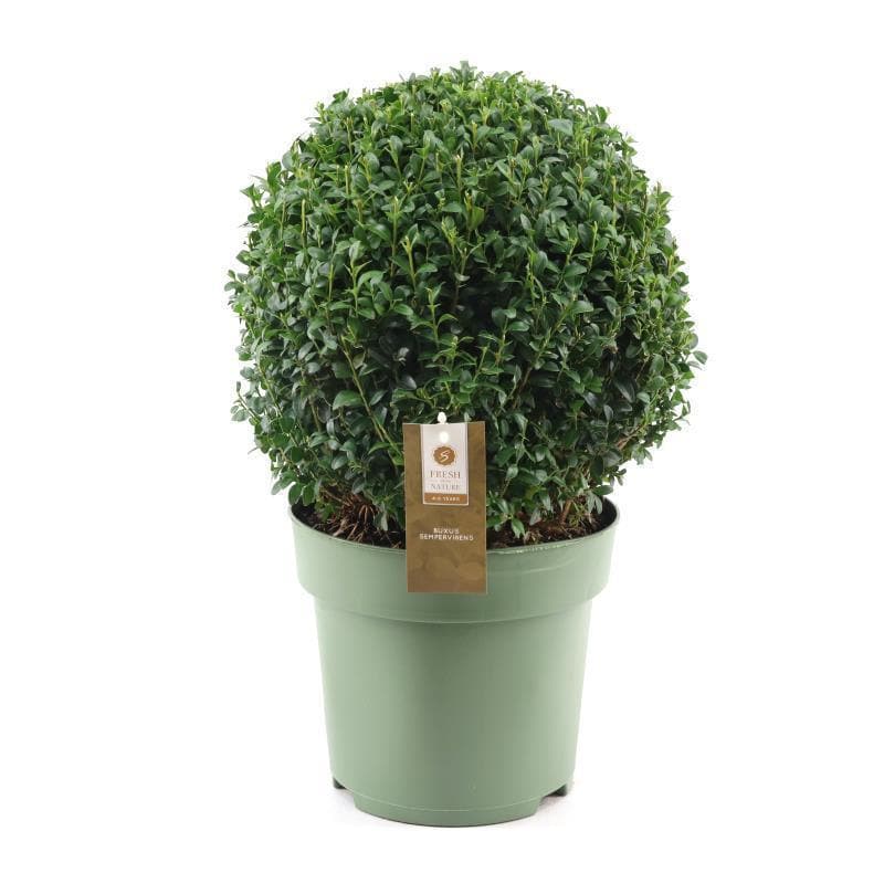 Buxus Semp. Ball Ø32cm P24 - Ø24cm - ↕46cm - grüne-wurzel