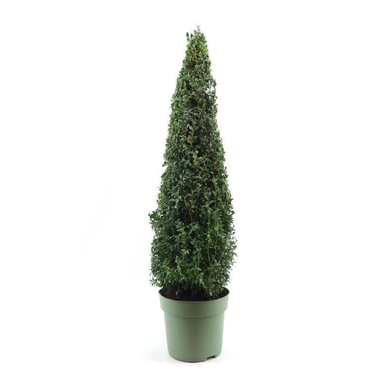 Buxus Semp. Pyramid 70cm - Ø23cm - ↕90cm - grüne-wurzel