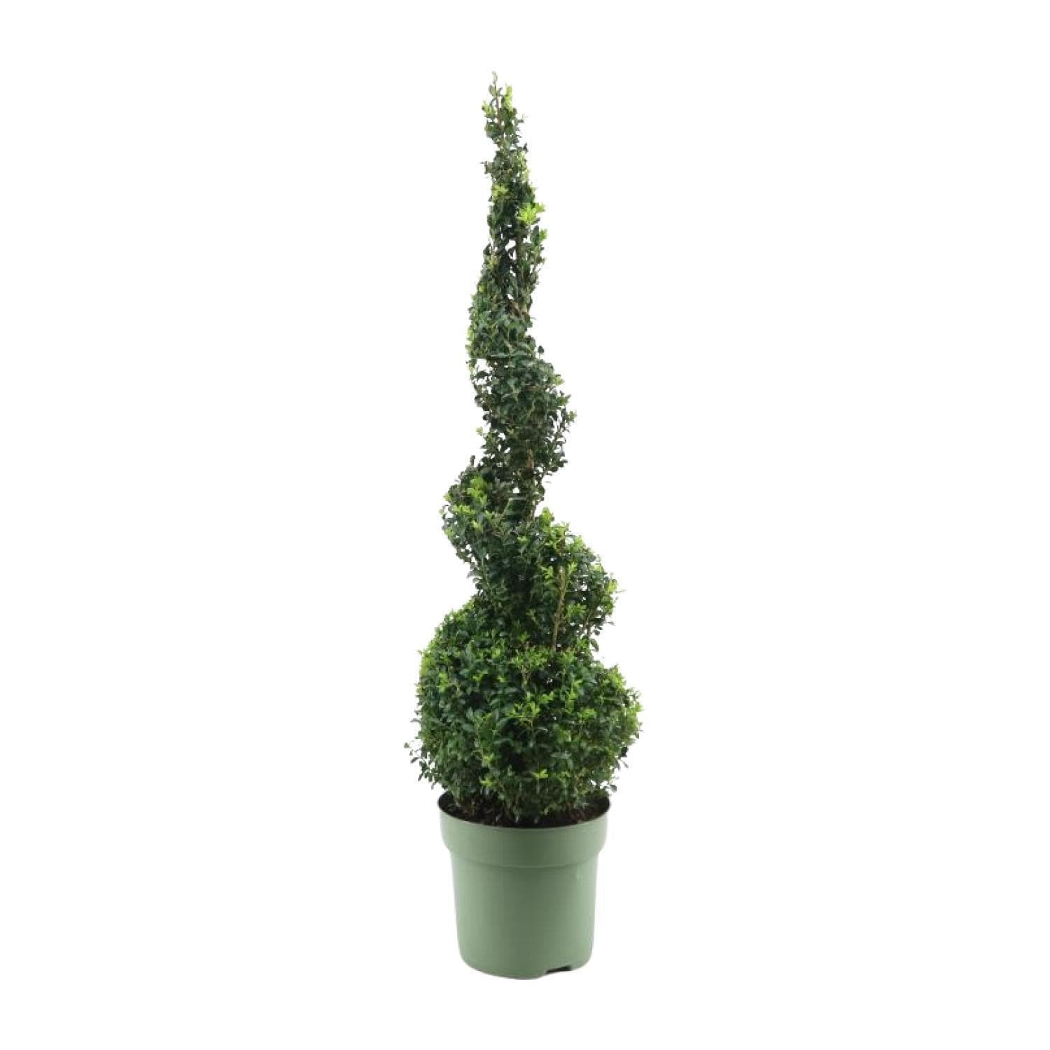 Buxus Semp. Spiral 70cm - Ø23cm - ↕90cm - grüne-wurzel