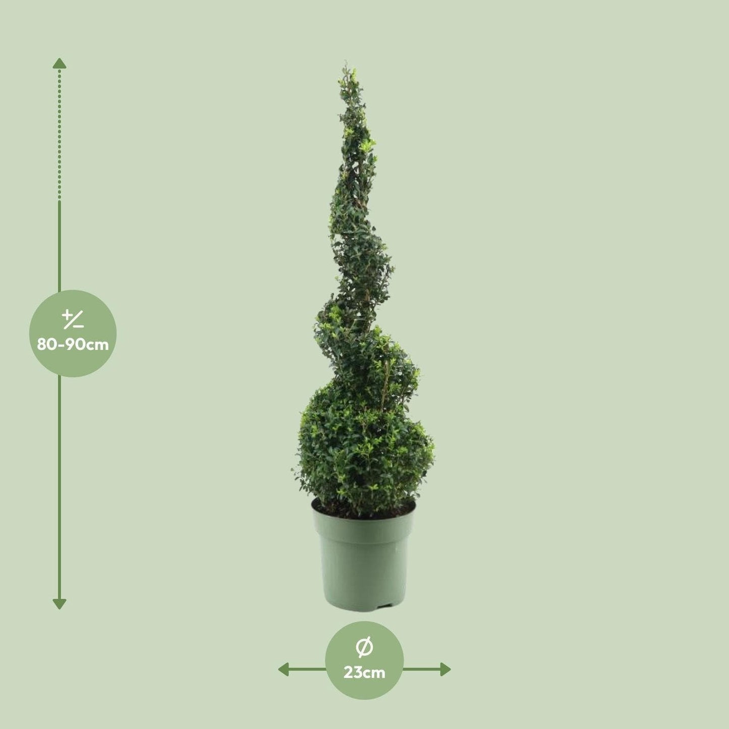 Buxus Semp. Spiral 70cm - Ø23cm - ↕90cm - grüne-wurzel