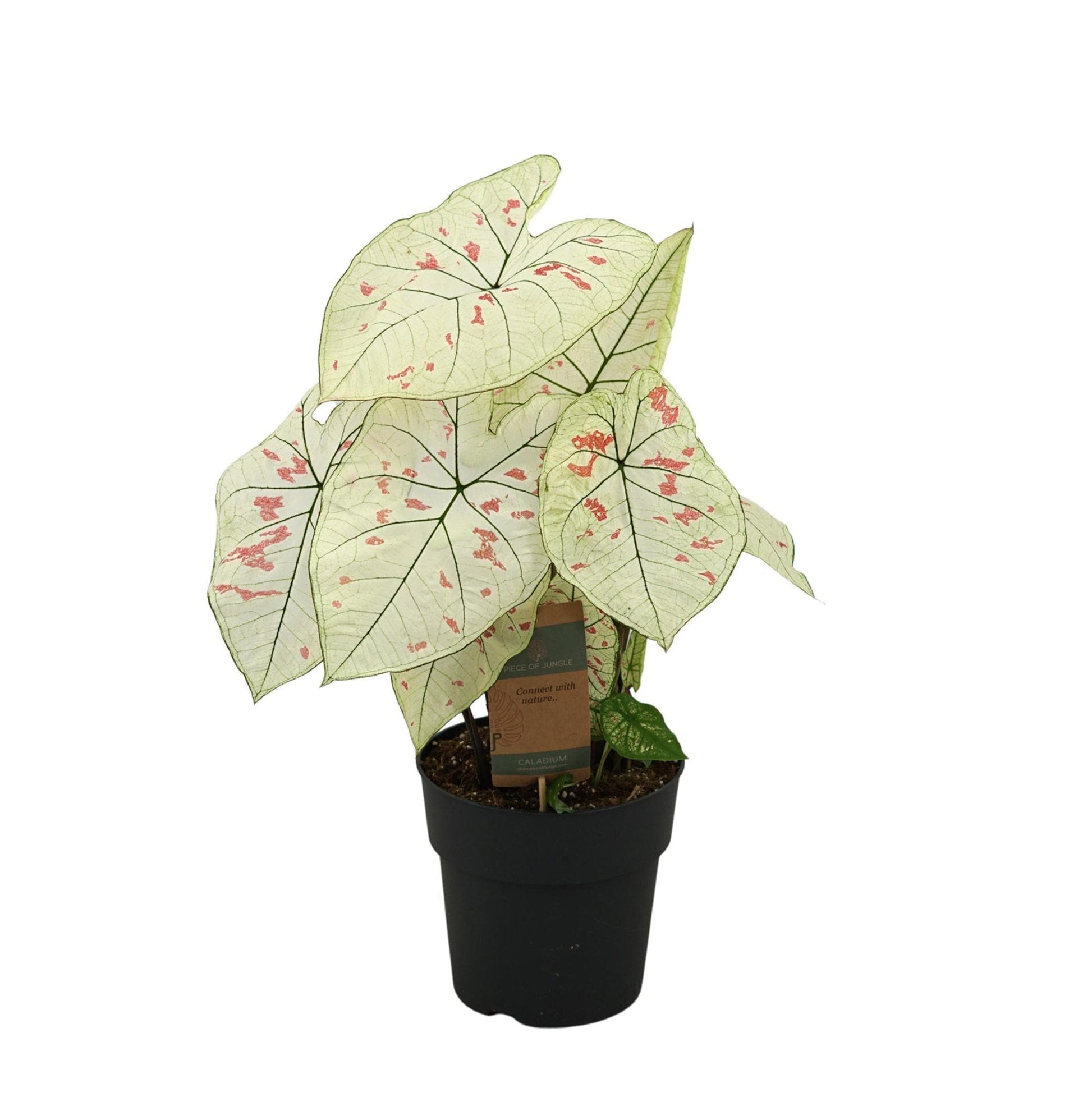 Caladium 'Strawberry Star' – Elegante Zimmerpflanze, 65 cm, Topf Ø 21 cm – Farbenprächtiger Blickfang - grüne-wurzel