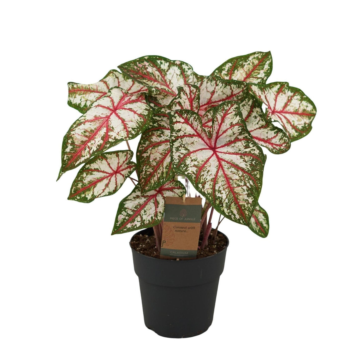 Caladium 'Tapestry' – Exotische Zimmerpflanze, 65 cm, Topf Ø 21 cm – Farbenfroher Blickfang für jeden Raum - grüne-wurzel