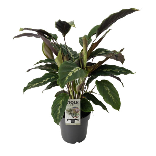 Calathea Maui Queen - Ø14cm - ↕55cm - grüne-wurzel