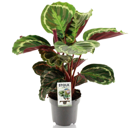 Calathea Medallion - Ø14cm - ↕50cm - grüne-wurzel