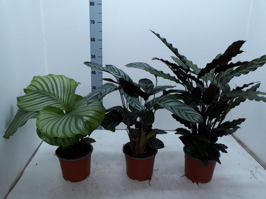 Calathea Mix - Ø17cm - ↕50cm - grüne-wurzel