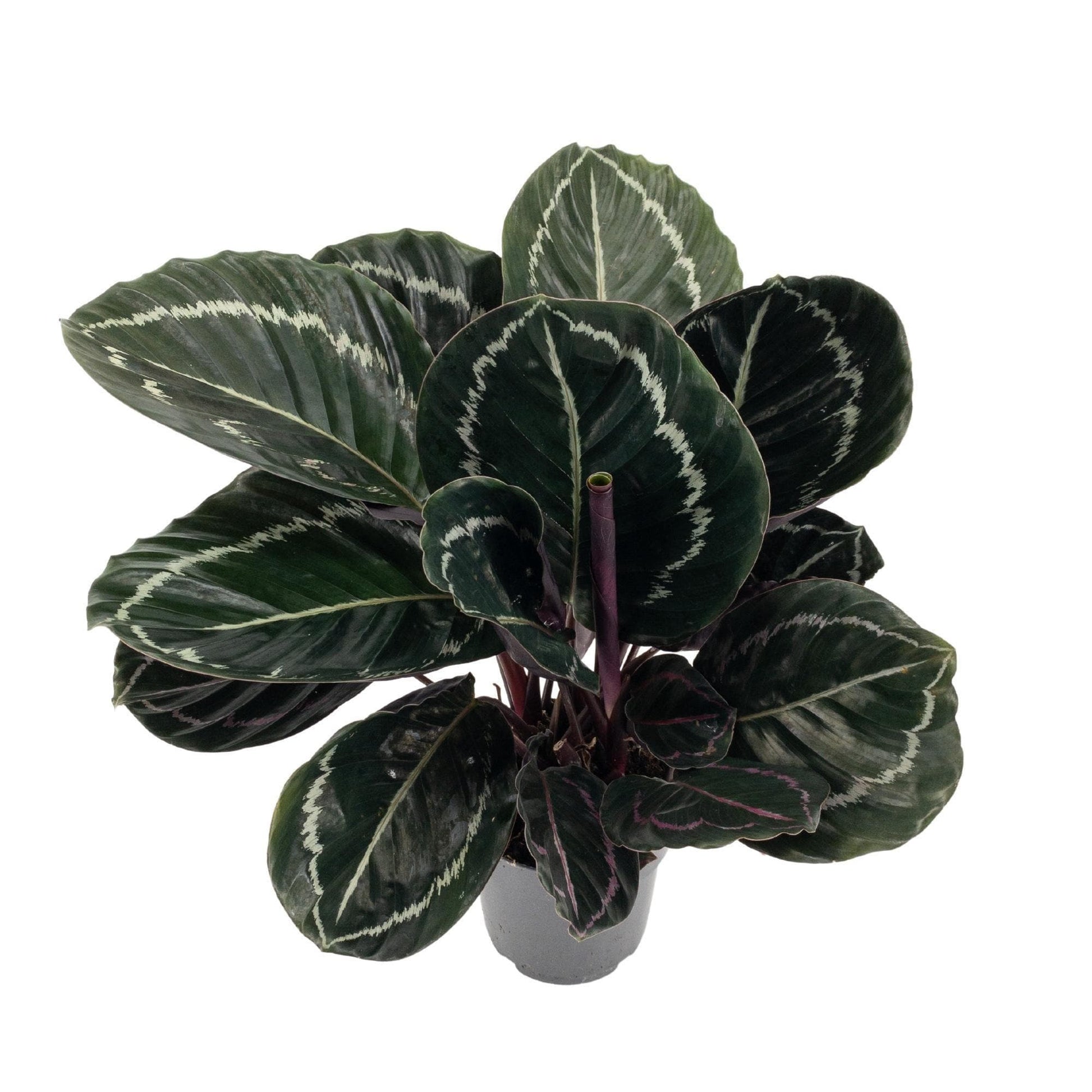 Calathea Roseopicta (Dark) - Ø14cm - ↕45cm - grüne-wurzel