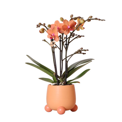 Kolibri Orchids | Orange Phalaenopsis Orchidee - Mineral Bolzano + Rolling Peach - Topfgröße Ø9cm | blühende Zimmerpflanze - frisch vom Züchter - grüne-wurzel