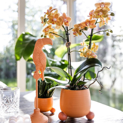 Kolibri Orchids | Orange Phalaenopsis Orchidee - Mineral Bolzano + Rolling Peach - Topfgröße Ø9cm | blühende Zimmerpflanze - frisch vom Züchter - grüne-wurzel