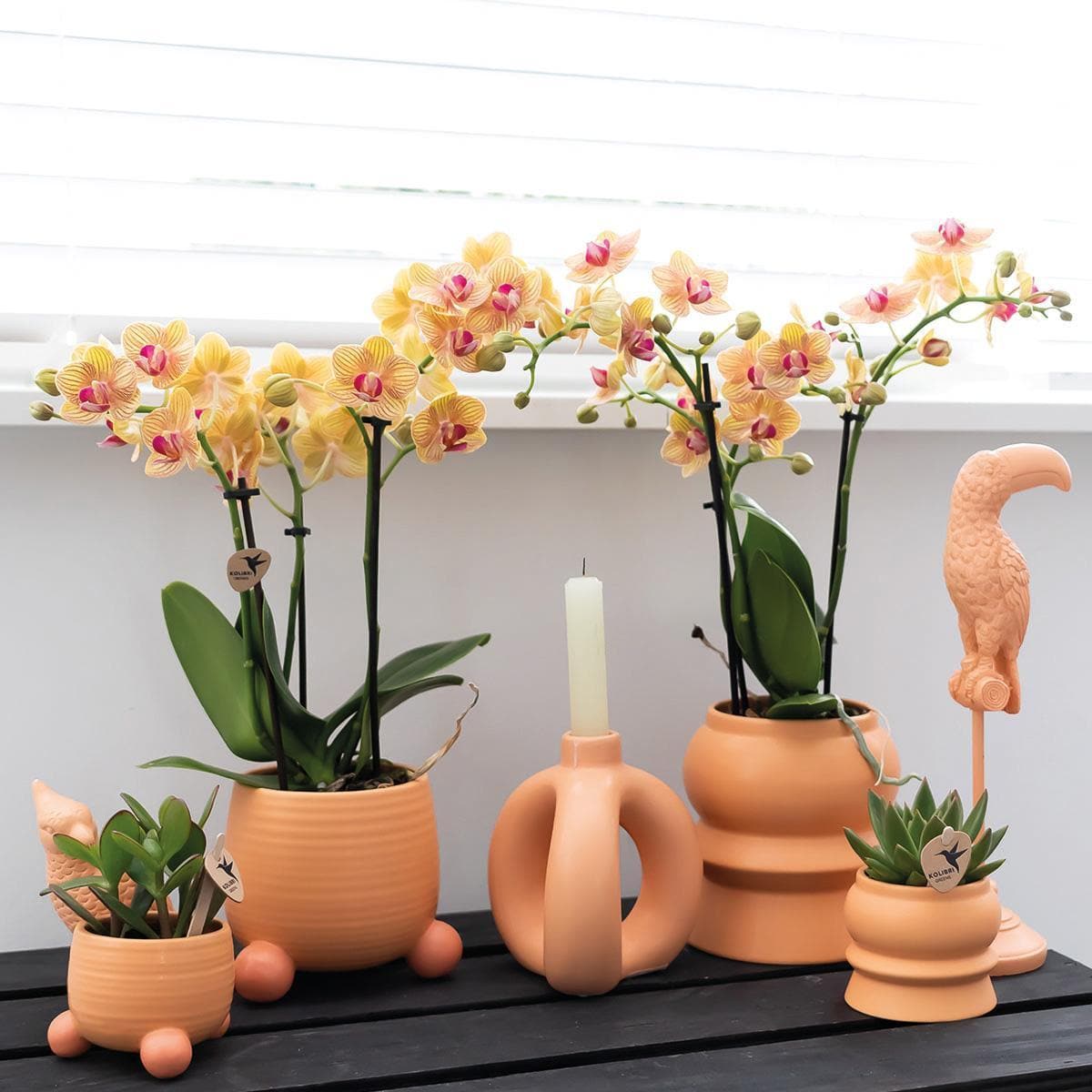 Kolibri Orchids | Orange Phalaenopsis Orchidee - Mineral Bolzano + Rolling Peach - Topfgröße Ø9cm | blühende Zimmerpflanze - frisch vom Züchter - grüne-wurzel