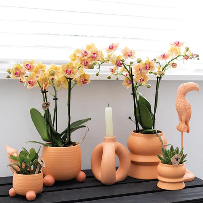 Kolibri Orchids | Orange Phalaenopsis Orchidee - Mineral Bolzano + Rolling Peach - Topfgröße Ø9cm | blühende Zimmerpflanze - frisch vom Züchter - grüne-wurzel