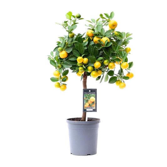 Citrus Calamondin - Ø15cm - ↕45cm - grüne-wurzel