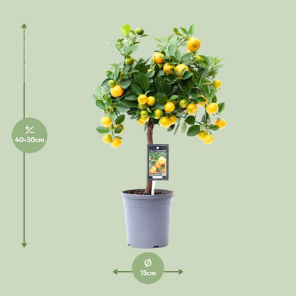 Citrus Calamondin - Ø15cm - ↕45cm - grüne-wurzel