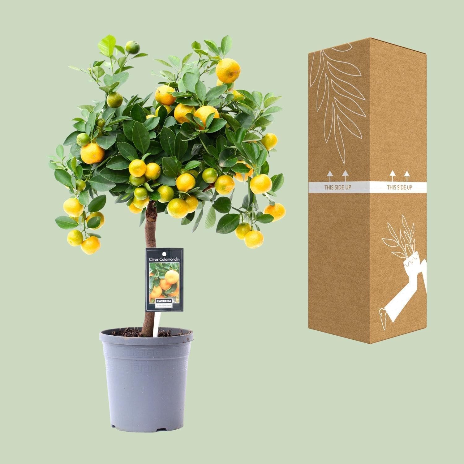 Citrus Calamondin - Ø15cm - ↕45cm - grüne-wurzel