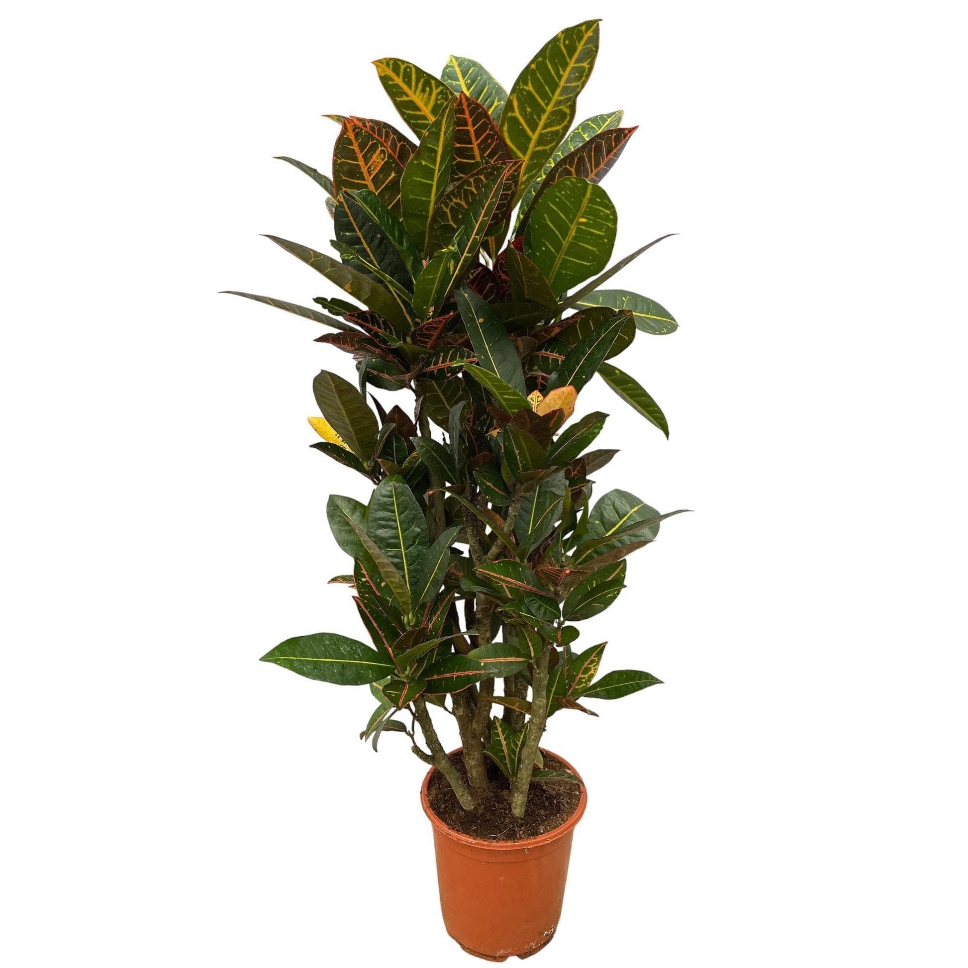 Codiaeum Petra Verzweigt - Prächtiger Croton 100 cm, Ø21cm Topf Zimmerpflanze - grüne-wurzel