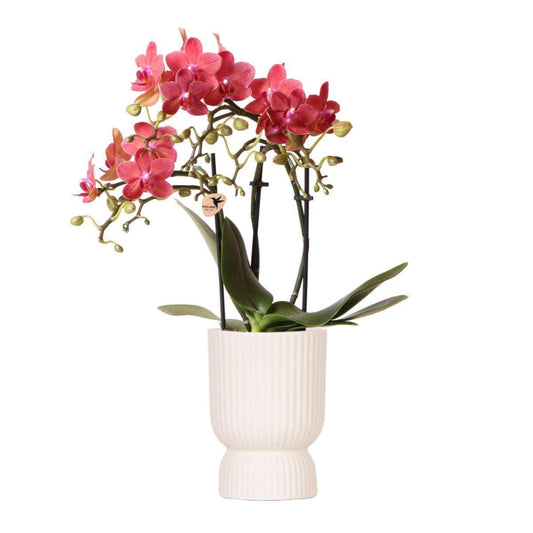 Kolibri Orchids | rosa lila Phalaenopsis Orchidee - Congo + Diabolo travertine - Topfgröße Ø9cm | blühende Zimmerpflanze - frisch vom Züchter - grüne-wurzel