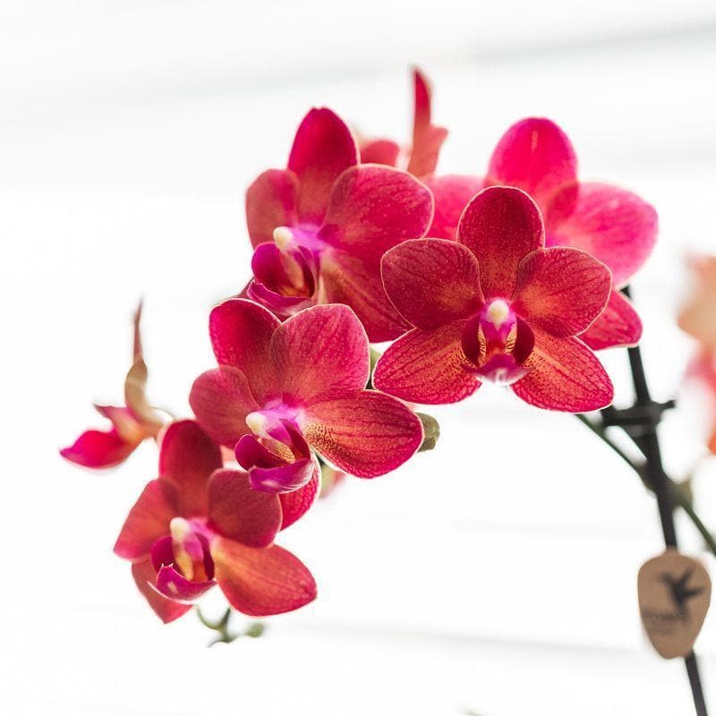 Kolibri Orchids | rosa lila Phalaenopsis Orchidee - Congo + Diabolo travertine - Topfgröße Ø9cm | blühende Zimmerpflanze - frisch vom Züchter - grüne-wurzel