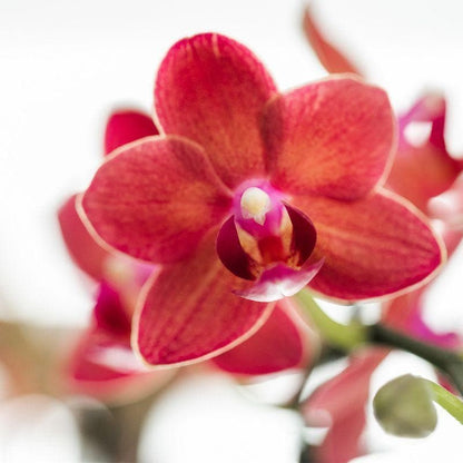 Kolibri Orchids | rosa lila Phalaenopsis Orchidee - Congo + Diabolo travertine - Topfgröße Ø9cm | blühende Zimmerpflanze - frisch vom Züchter - grüne-wurzel