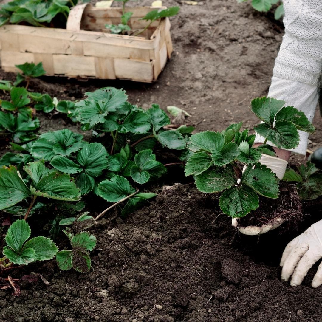 Culvita Bio-Pflanzerde 40L – Premium Erde für Gartenpflanzen und Baumanpflanzungen - grüne-wurzel