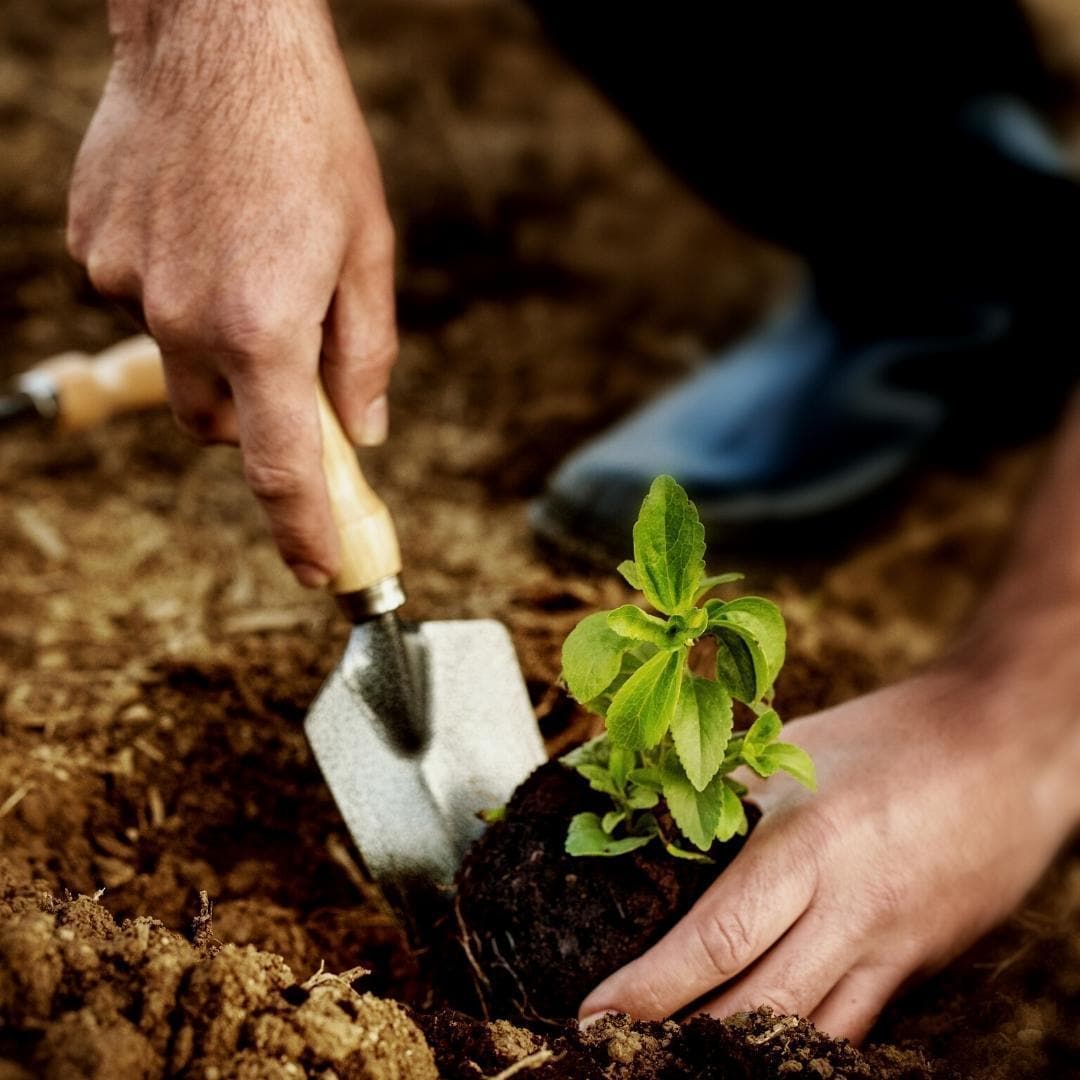 Culvita Bio-Pflanzerde 40L – Premium Erde für Gartenpflanzen und Baumanpflanzungen - grüne-wurzel