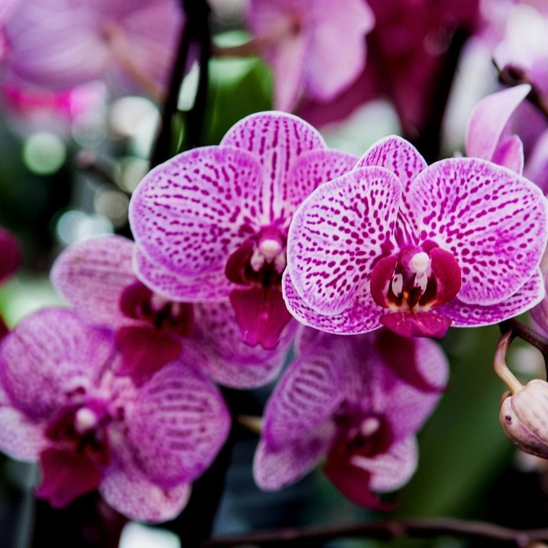 Culvita Orchideenerde 5L - Spezialsubstrat für prachtvolles Orchideenwachstum - grüne-wurzel