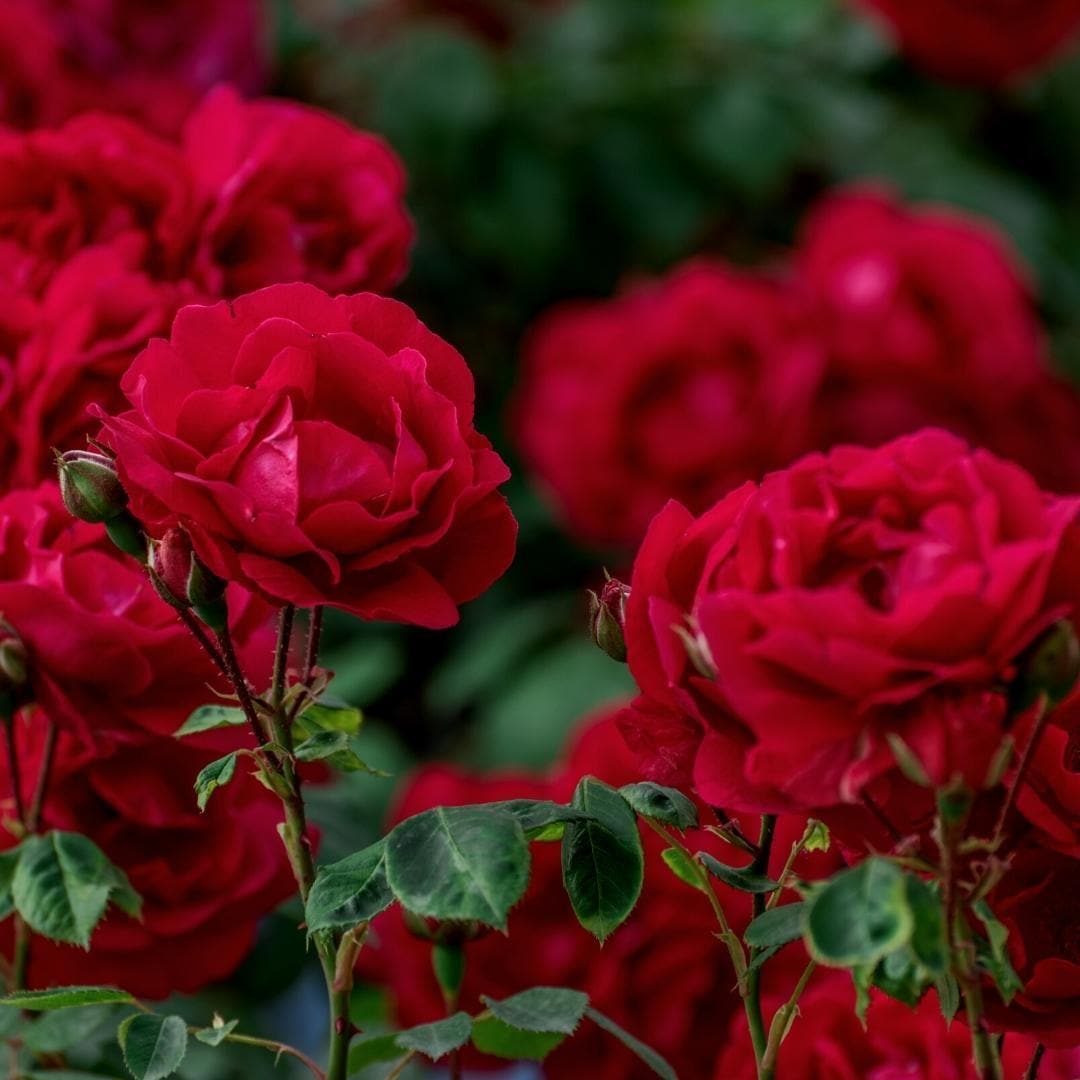 Culvita Spezialrosenerde mit RhizoPlus 40L - Optimale Nährstoffversorgung für Rosen - grüne-wurzel