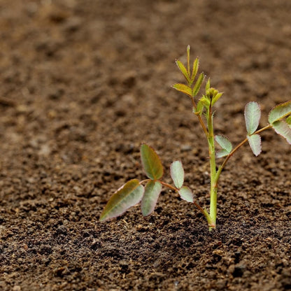 Culvita Spezialrosenerde mit RhizoPlus 40L - Optimale Nährstoffversorgung für Rosen - grüne-wurzel