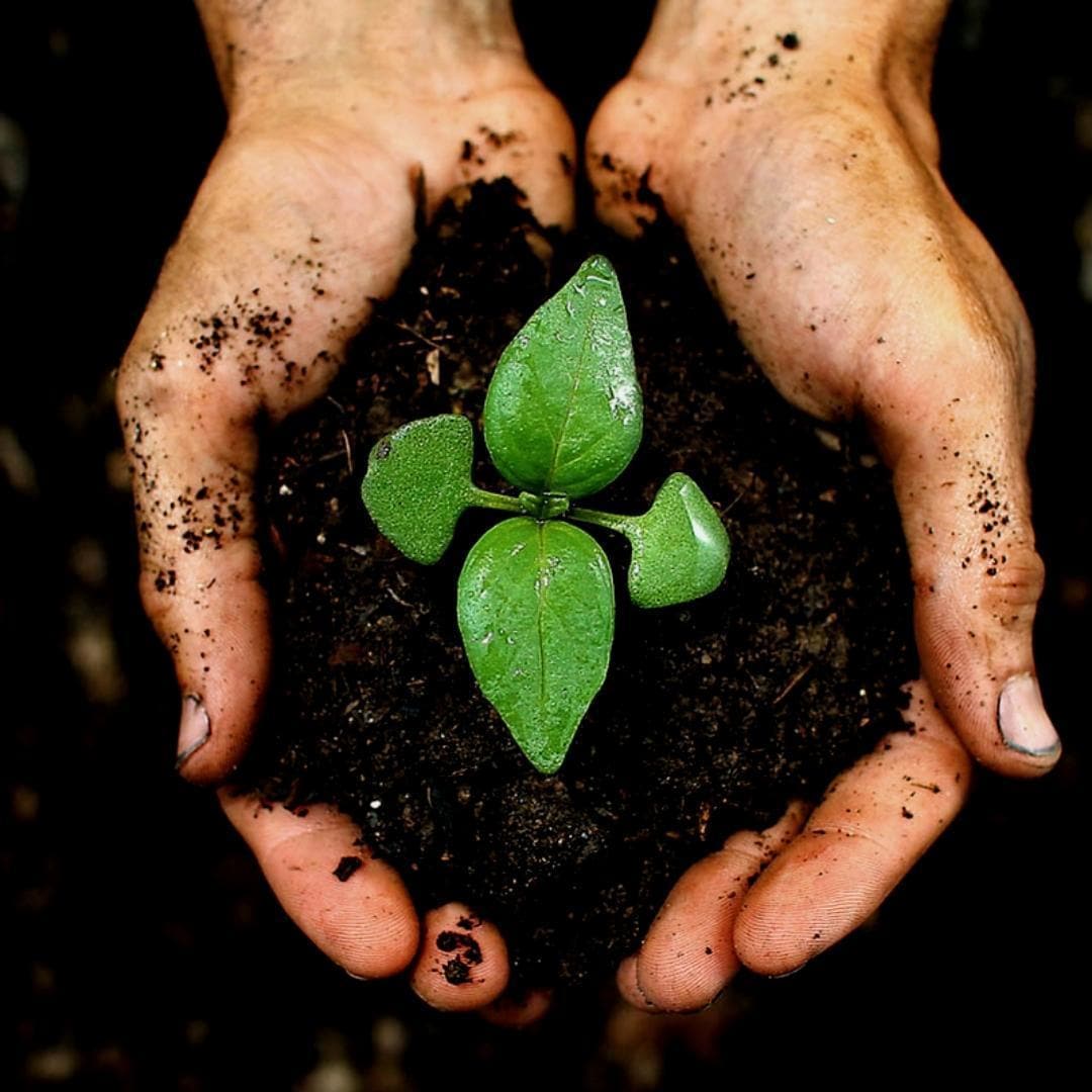 Culvita Universelle Blumenerde 40L - Optimale Pflanzennahrung für Haus & Garten - grüne-wurzel