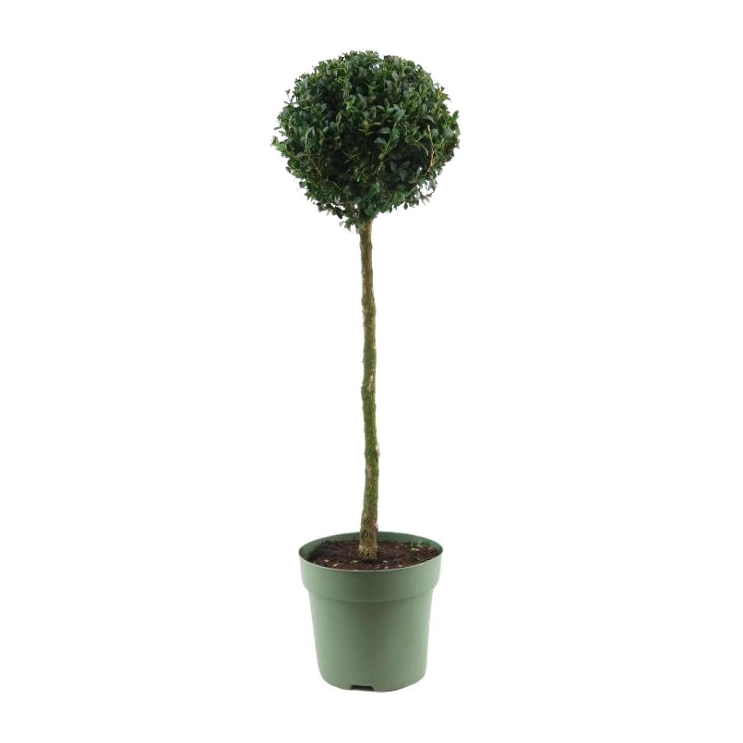 Buxus Semp. Mono-Ball - Ø23cm - ↕85cm - grüne-wurzel