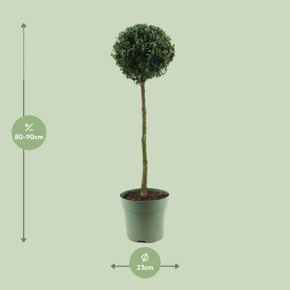 Buxus Semp. Mono-Ball - Ø23cm - ↕85cm - grüne-wurzel