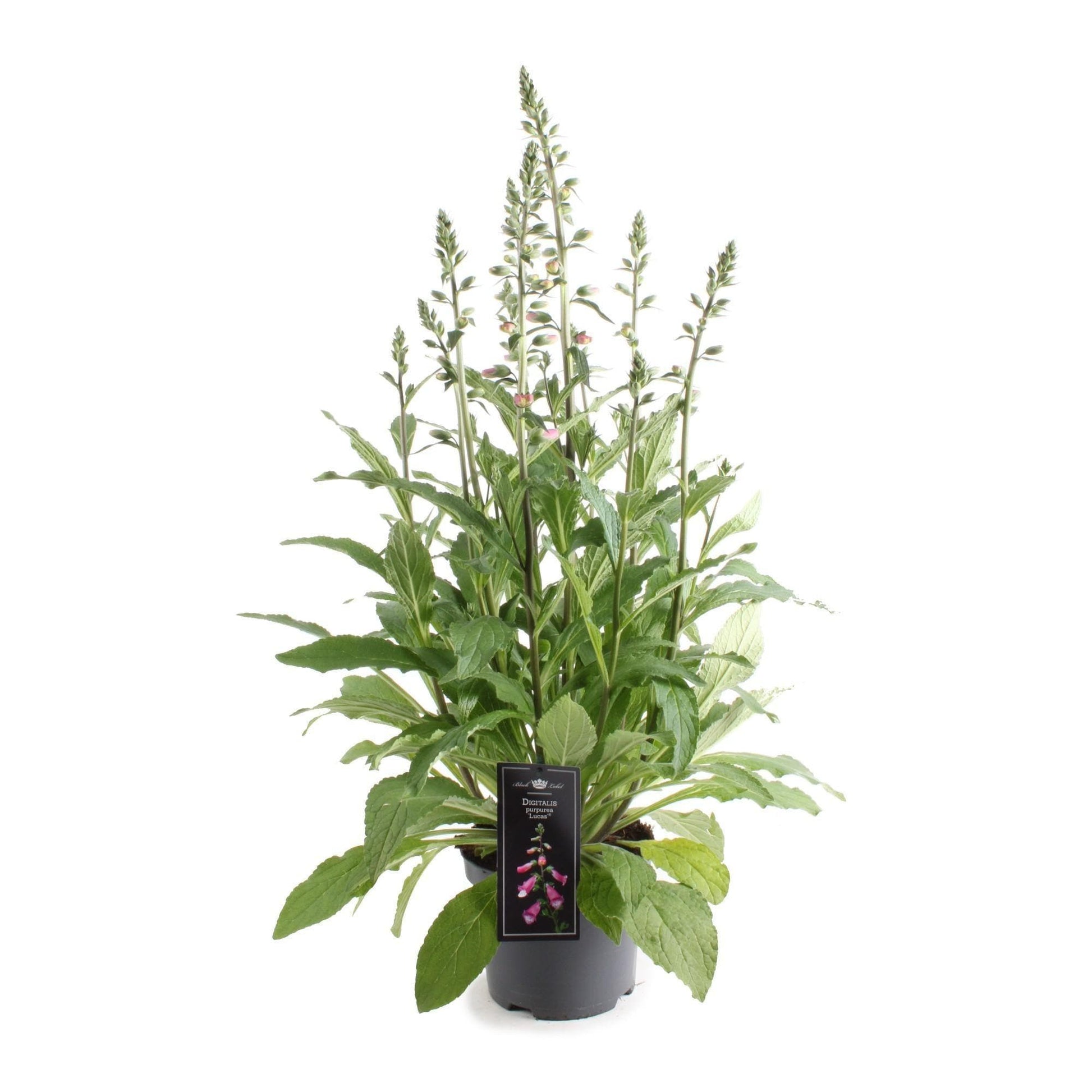 Digitalis Lucas Pink - Ø19cm - ↕60cm - grüne-wurzel