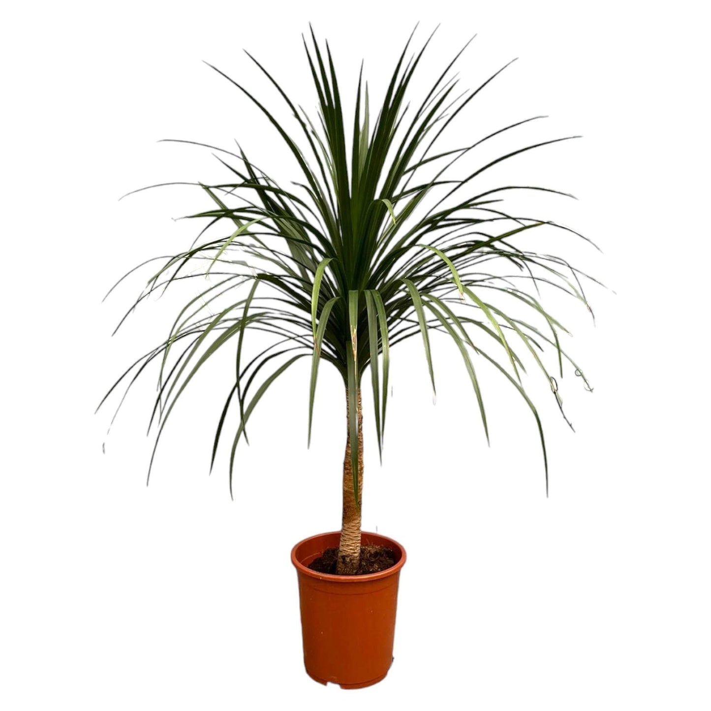 Dracaena Draco - 120cm - ø30 - grüne-wurzel