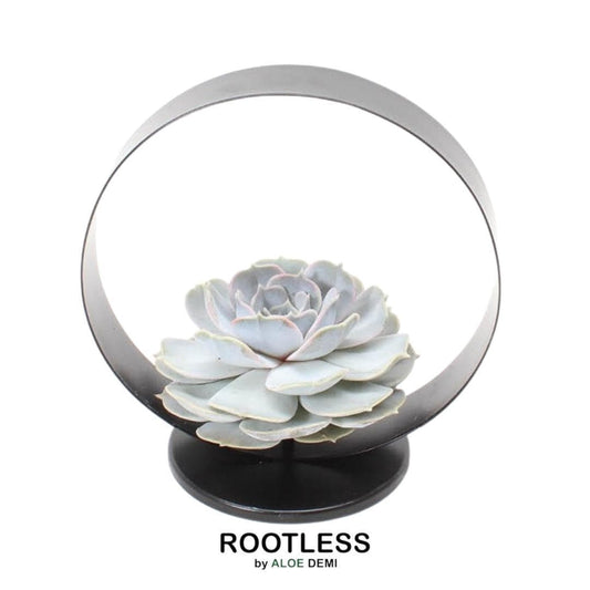 Echeveria Lilacina ROOTLESS Designer-Sukkulente auf Modernem Metallständer – Ideal für Innenräume und Pflegeleicht - grüne-wurzel