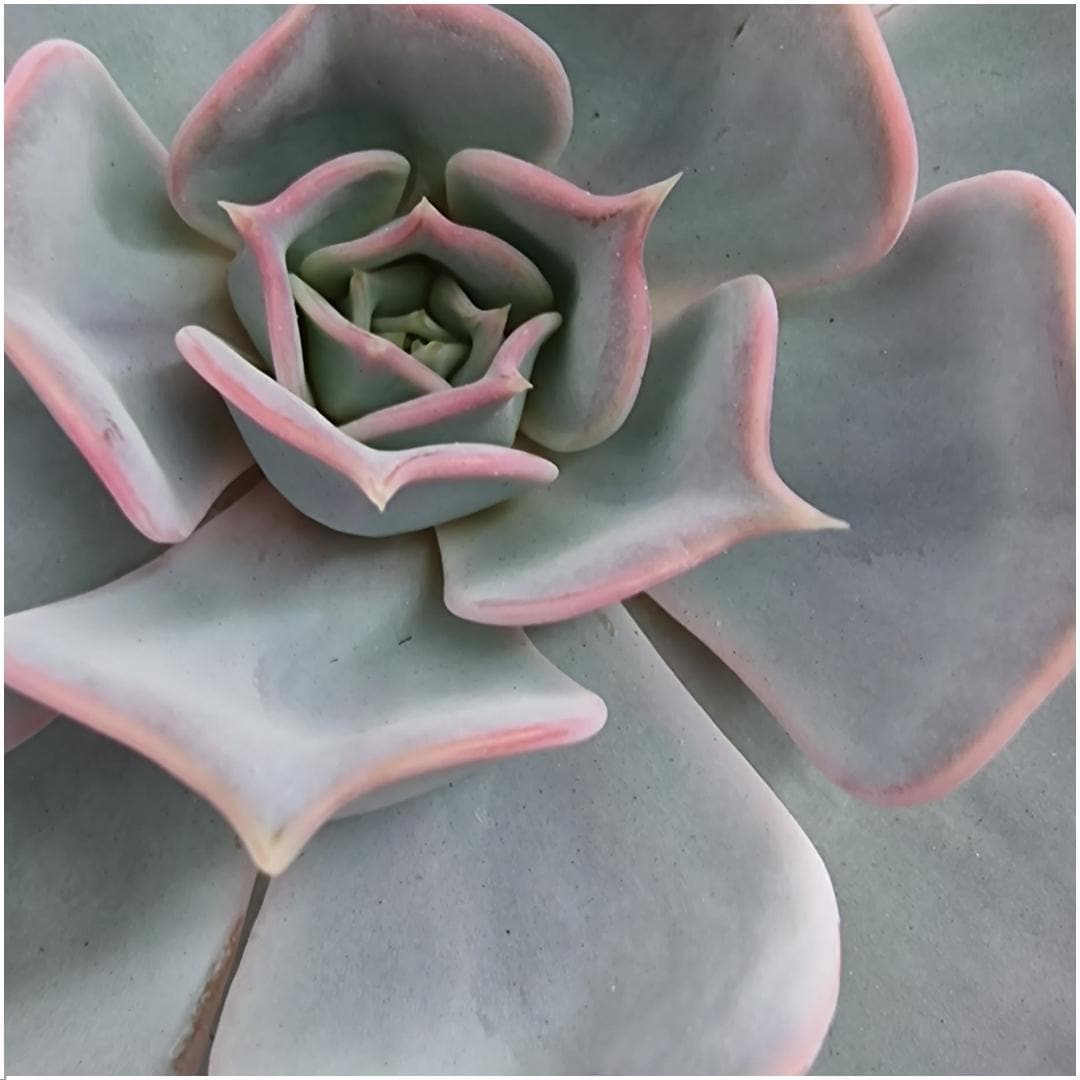 Echeveria Lilacina ROOTLESS Designer-Sukkulente auf Modernem Metallständer – Ideal für Innenräume und Pflegeleicht - grüne-wurzel