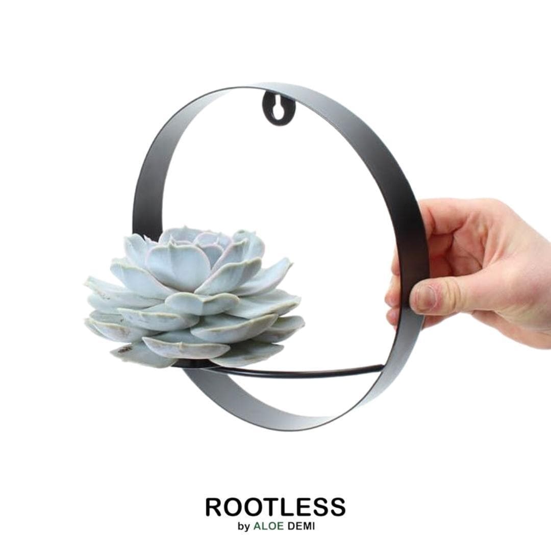 Echeveria Lilacina ROOTLESS im Designer-Wanddeko Ring Ø20 cm - Pflegeleichte, Elegante Sukkulente für Innenräume - grüne-wurzel